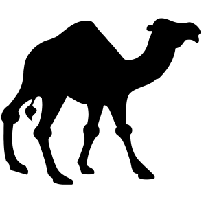 camel