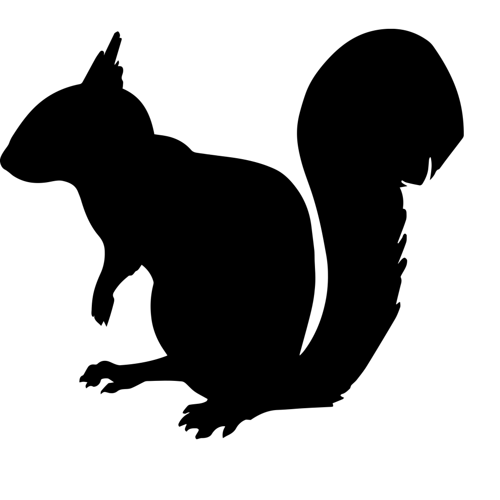 squirrel