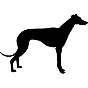 greyhound