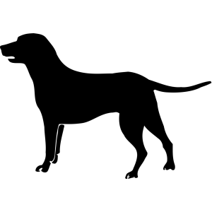 labrador